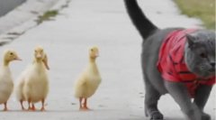 Petronel și rățuștele