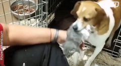 Cățelușa îngrijește și pisicuțe