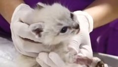 Pisoi vindecat de un om cu suflet