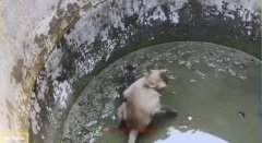 O iubire adevărată