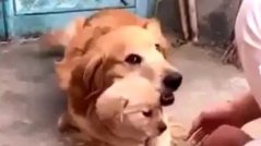 Nu vă dau puiul meu