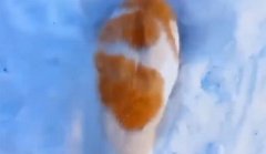 Pisicuța își salvează puișorii