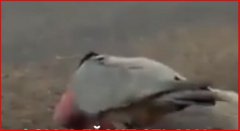 Și-a sărutat partenera fără viață și și-a luat rămas bun