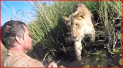 După 7 ani - Man finds a lion in the jungle he saved 7 years ago