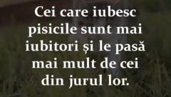 Ce se spune despre cei ce iubesc pisicile