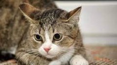 Secrete despre pisici