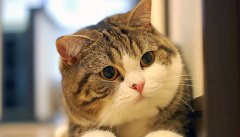 Iubiți pisicile că merită