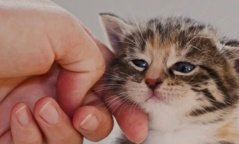 7 motive pentru care trebuie să ai o pisică în casa ta