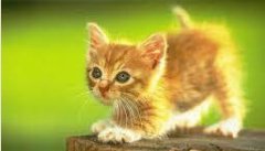 Pisica îți vindecă bolile