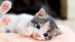 Nu greși cu pisicuța ta