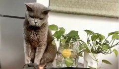 Ia de aici obraznicule